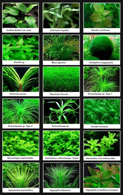 ada aquascape|freshwater aquatic plants identification.